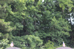 IMG_7956