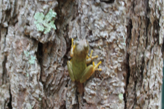 IMG_6334